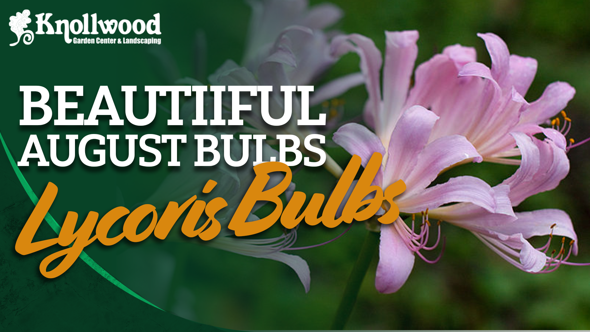 A pink resurrection lily with the text "Beautiful August Bulbs: Lycoris Bulbs (Resurrection Lilies)" 